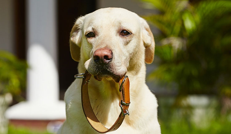 Alopecia-in-dogs