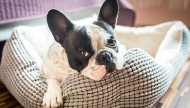 Five Most Useful Life Lessons Your Dog Teaches You