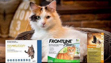 Best Fleas Treatment for cats