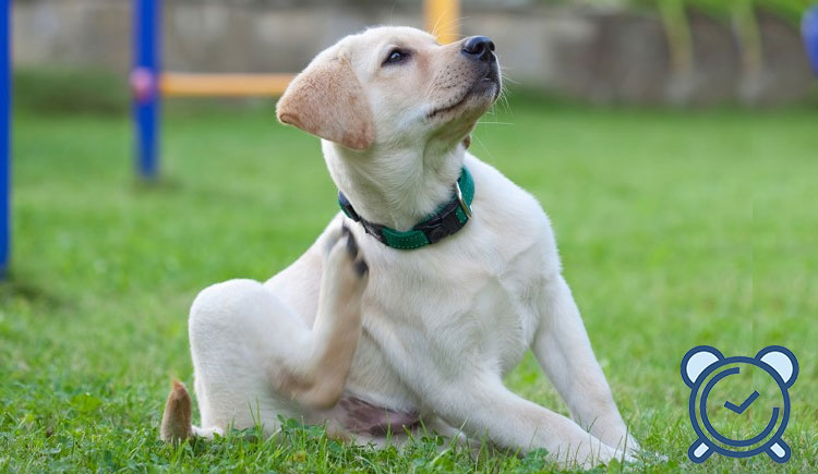 Switching Flea and Tick Treatments From Time To Time