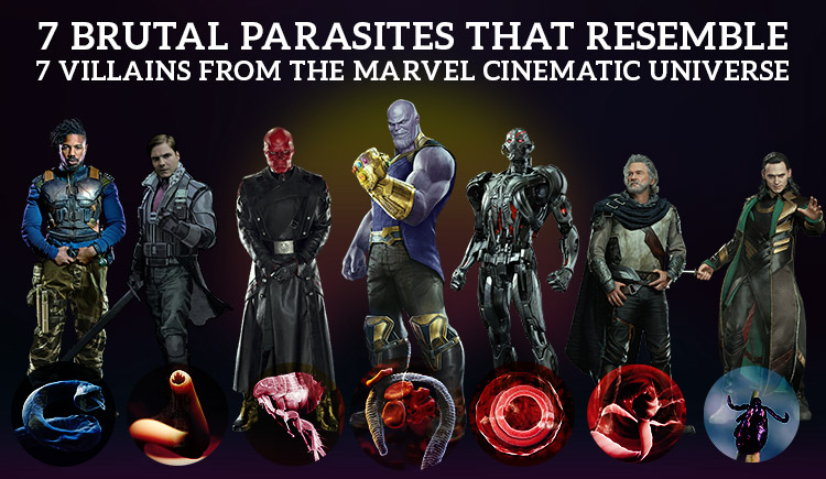 7 Brutal Parasites That resemble 7 villains from the marvel cinematic universe