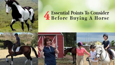 4 Essential Points To Consider Before Buying A Horse