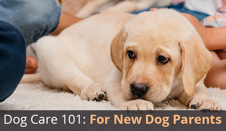 How to handle Your First Dog