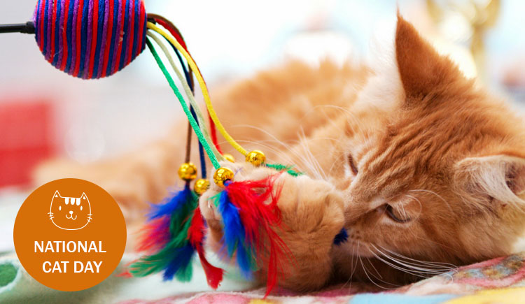 National Cat Day: How To Make It Special For Your Cat