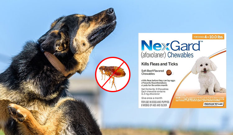 Nexgard – The Ultimate Treatment for your pet