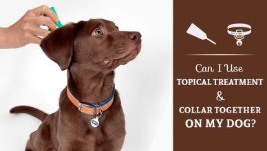 Can I Use Topical Treatment As Well As Collar Together On My Dog?