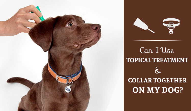 Can I Use Topical Treatment As Well As Collar Together On My Dog?