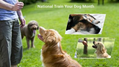 National Train Your Dog Month