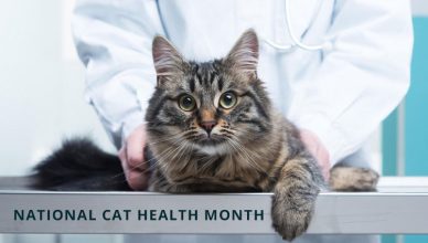 National Cat Health Month
