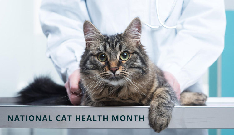 National Cat Health Month