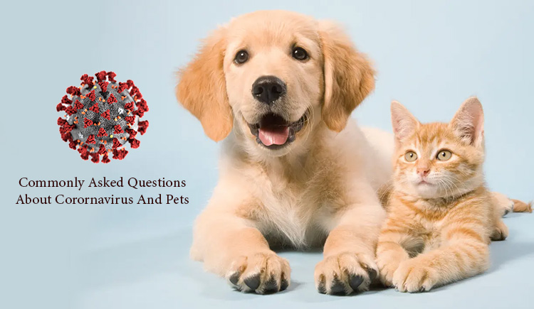 Commonly Asked Questions About Corornavirus And Pets