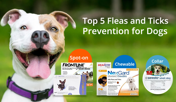 BPW-5-Fleas-and-Ticks-Prevention - BudgetPetWorld
