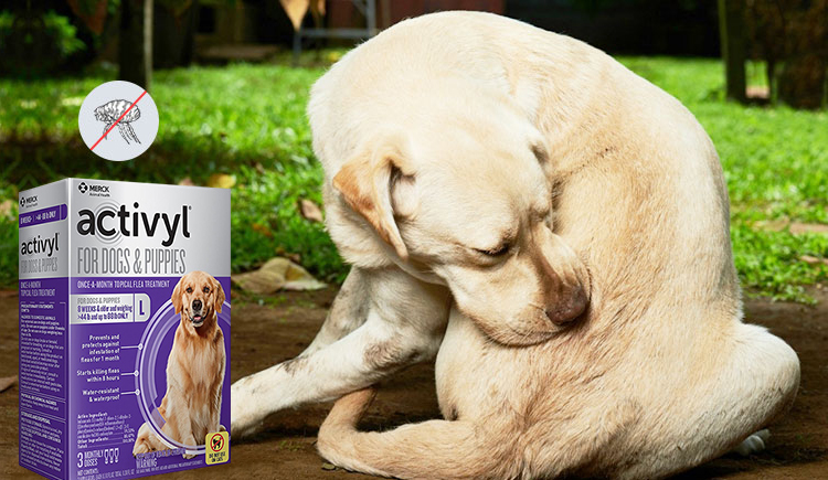 Activyl for Dogs