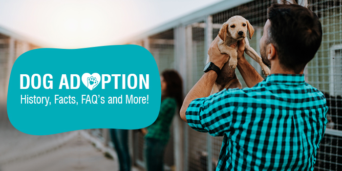 Dog Adoption - History, Facts, FAQ’s and More!