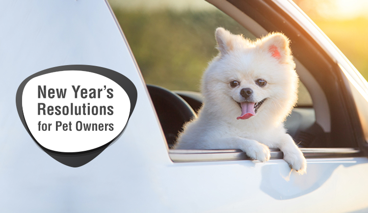 New Year's Resolution for Pet Owners