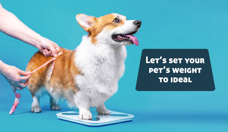 Let’s Set your Pet’s Weight to Ideal