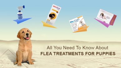 All You Need To Know About Flea Treatments for Puppies