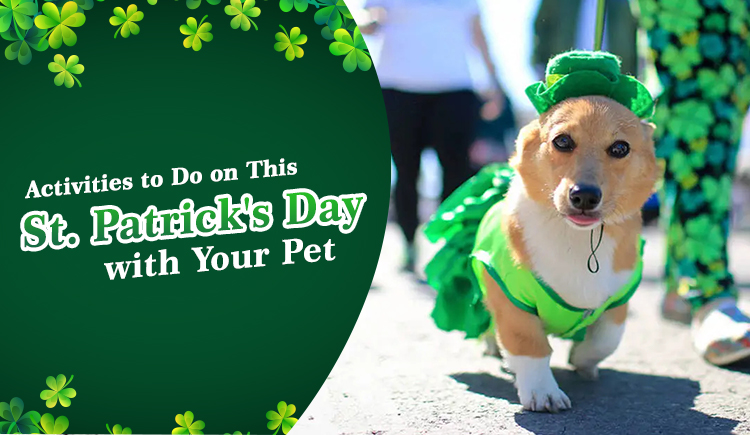 Activities to Do on This St Patrick's Day with Your Pet