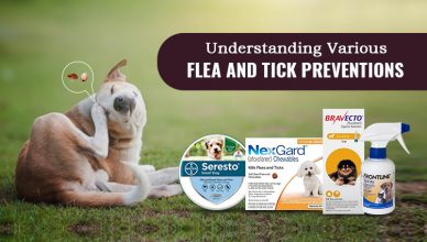 Understanding Various Flea and Tick Preventions