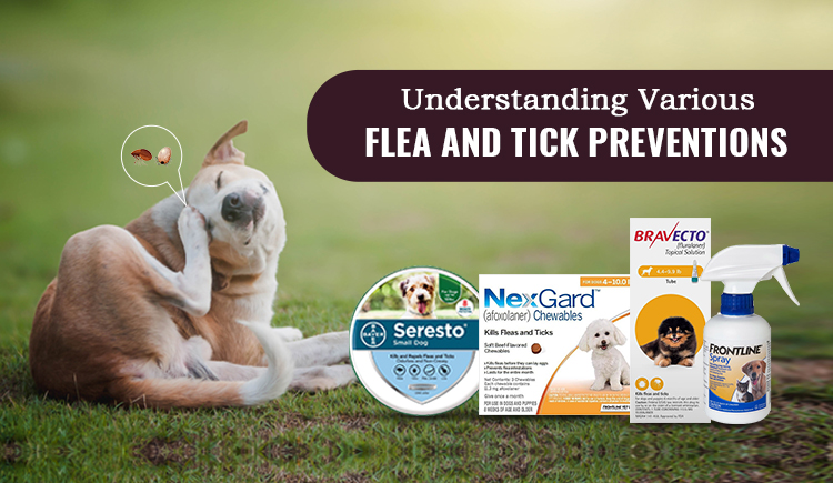 Top 5 Flea Preventives and Treatments for Dog in 2022