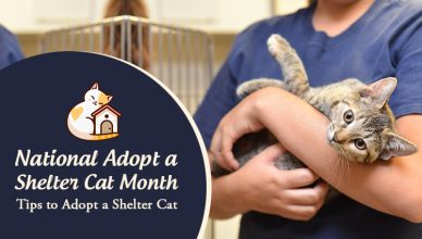 National Adopt a Shelter Cat Month