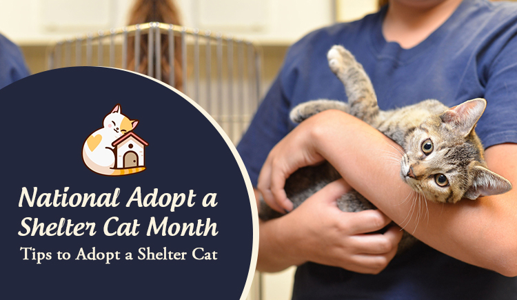National Adopt a Shelter Cat Month: Tips to Adopt a Shelter Cat