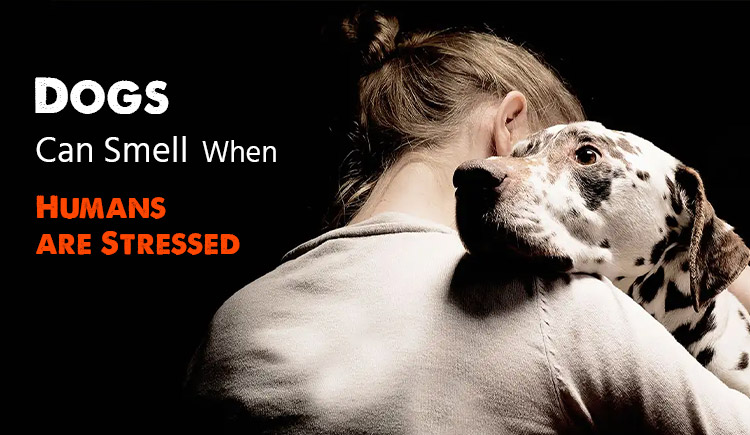 Dogs Can Smell Your Stress - New Study Suggests