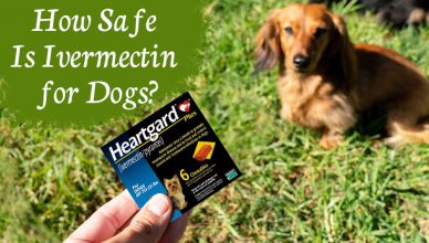 How Safe is Ivermectin for Dogs?