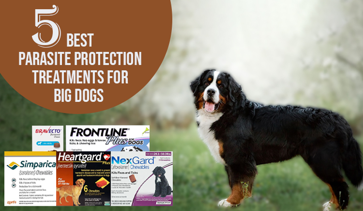 5 Best Parasite Protection Treatment for Big Dogs