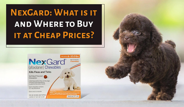 Where to Get NexGard at the Cheapest Prices