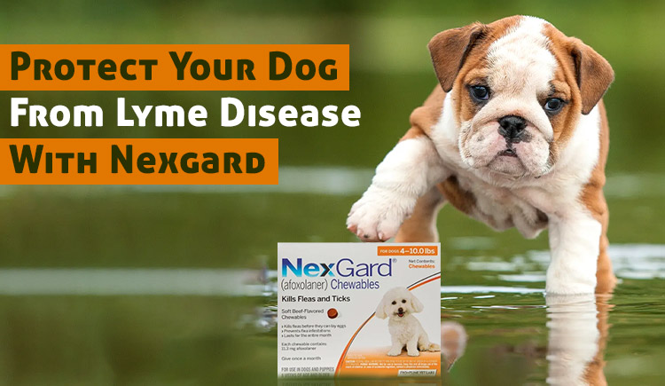 Protect Dog From Lyme Disease With Nexgard