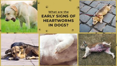What are the Early Signs of Heartworms in Dogs?
