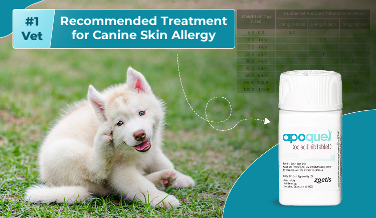 apoquel-no-1-vet-recommended-treatment-for-canine-skin-allergy