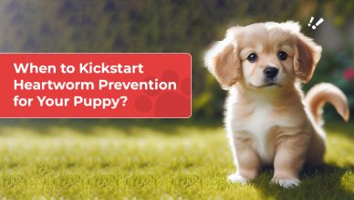 When to Kickstart Heartworm Prevention for Your Puppy
