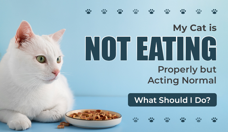 my-cat-is-not-eating-properly-but-acting-normal-what-should-i-do