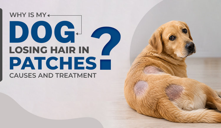 why-is-my-dog-losing-hair-in-patches