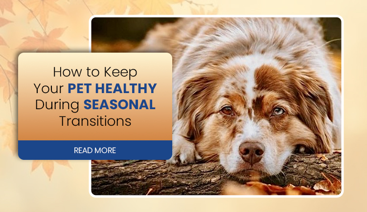 how-to-keep-your-pet-healthy-during-seasonal-transitions