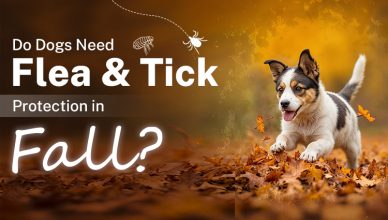 do-dogs-need-flea-&-tick-protection-in-fall